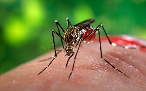 Aedes aegypti malaria